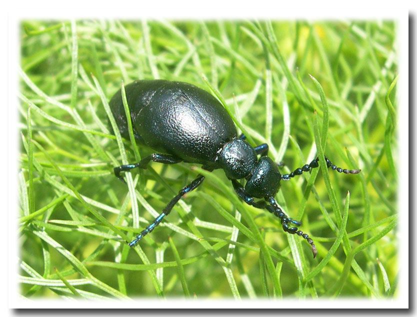 I Brachinus: coleotteri irriverenti